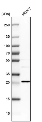 Western blot analysis in human cell line MCF-7.