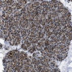 Immunohistochemical staining of human pancreas shows moderate to strong granular cytoplasmic positivity in exocrine glandular cells.