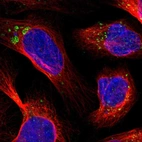 Immunofluorescent staining of human cell line U-2 OS shows localization to endosomes & lysosomes.