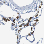 Anti-MCEMP1 Antibody