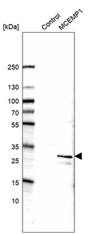 Western blot analysis in control (vector only transfected HEK293T lysate) and MCEMP1 over-expression lysate (Co-expressed with a C-terminal myc-DDK tag (~3.1 kDa) in mammalian HEK293T cells, LY406400).