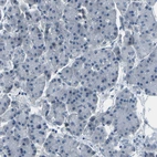 Immunohistochemical staining of human pancreas shows no membranous positivity in exocrine glandular cells as expected.