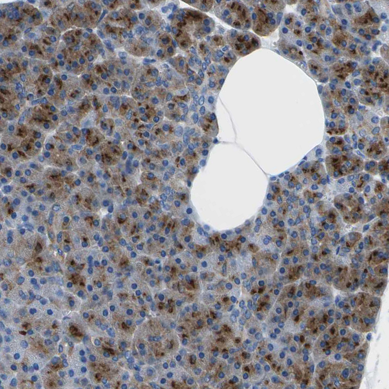 Anti-SYNGR2 Antibody