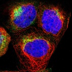 Immunofluorescent staining of human cell line A-431 shows localization to the Golgi apparatus.