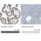 Anti-ARL6IP6 Antibody