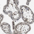 Immunohistochemical staining of human placenta shows high expression.