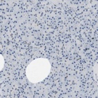 Immunohistochemical staining of human pancreas shows low expression as expected.