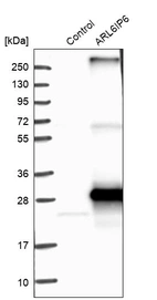 Western blot analysis in control (vector only transfected HEK293T lysate) and ARL6IP6 over-expression lysate (Co-expressed with a C-terminal myc-DDK tag (~3.1 kDa) in mammalian HEK293T cells, LY407476).