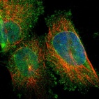 Immunofluorescent staining of human cell line U-251 MG shows localization to nuclear membrane, cytosol & centrosome.