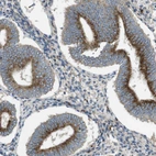 Immunohistochemical staining of human endometrium shows strong granular cytoplasmic positivity in glandular cells.