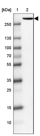 Lane 1: Marker [kDa] 250, 130, 100, 70, 55, 35, 25, 15, 10_br/_Lane 2: Human cell line U-87 MG