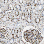 Immunohistochemical staining of human kidney shows strong membranous positivity in cells in glomeruli and cells in tubules.