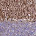 Immunohistochemical staining of human cerebellum shows moderate to strong membranous positivity in astrocytes, mainly in the molecular layer.