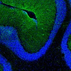 Immunofluorescence staining of mouse cerebellum shows positivity in astrocytes, mainly in the molecular layer.