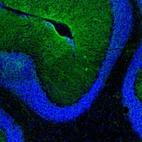 Immunofluorescence staining of mouse cerebellum shows positivity in astrocytes, mainly in the molecular layer.