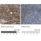 Anti-BVES Antibody