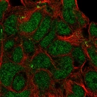 Immunofluorescent staining of human cell line HEK 293 shows positivity in nucleus but excluded from the nucleoli.