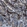 Anti-CLPTM1L Antibody