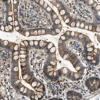 Immunohistochemical staining of human small intestine shows moderate granular cytoplasmic positivity in glandular cells.