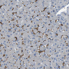 Immunohistochemical staining of human liver shows moderate membranous positivity in erythrocytes.