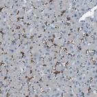 Immunohistochemical staining of human liver shows moderate membranous positivity in erythrocytes.