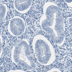 Immunohistochemical staining of human endometrium shows no positivity in glandular cells as expected.
