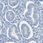 Immunohistochemical staining of human endometrium shows no positivity in glandular cells as expected.