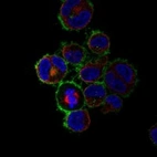 Anti-TNFRSF8 Antibody
