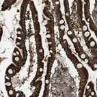 Immunohistochemical staining of human Small intestine shows strong granular cytoplasmic positivity in glandular cells.