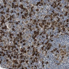 Immunohistochemical staining of human Lymph node shows strong granular cytoplasmic positivity in non-germinal center cells.