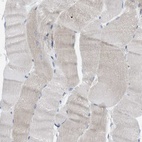 Immunohistochemical staining of human skeletal muscle shows low expression as expected.