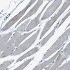 Immunohistochemical staining of human skeletal muscle shows very weak cytoplasmic positivity in myocytes.