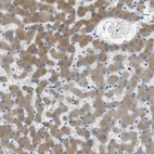 Anti-MPDU1 Antibody