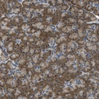 Immunohistochemical staining of human pancreas shows strong cytoplasmic positivity in exocrine glandular cells.