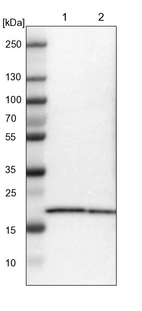 Lane 1: NIH-3T3 cell lysate (Mouse embryonic fibroblast cells)_br/_Lane 2: NBT-II cell lysate (Rat Wistar bladder tumour cells)