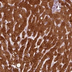 Immunohistochemical staining of human liver shows high expression.