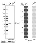 Western blot analysis in human cell lines A-549 and HEK293 using Anti-PON3 antibody. Corresponding PON3 RNA-seq data are presented for the same cell lines. Loading control: Anti-HSP90B1.