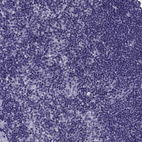 Immunohistochemical staining of human lymph node shows no positivity in non-germinal center cells as expected.