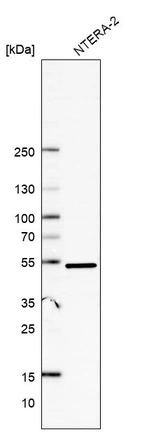 Western blot analysis in human cell line NTERA-2.