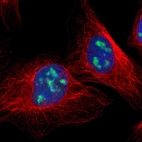 Immunofluorescent staining of human cell line U-2 OS shows localization to nucleoli.