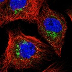 Immunofluorescent staining of human cell line A-431 shows localization to the Golgi apparatus & vesicles.