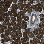 Anti-SLC31A2 Antibody