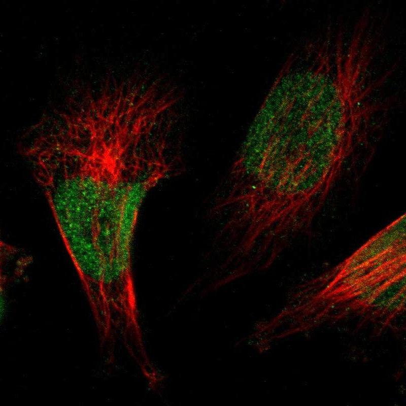Anti-ZBTB38 Antibody