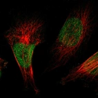 Anti-ZBTB38 Antibody