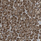 Anti-TWSG1 Antibody