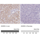 Anti-ASGR2 Antibody