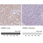 Anti-ASGR2 Antibody