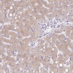 Immunohistochemical staining of human liver shows high expression.