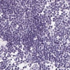 Anti-ASGR2 Antibody