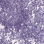 Immunohistochemical staining of human lymph node using Anti-ASGR2 antibody HPA014899.